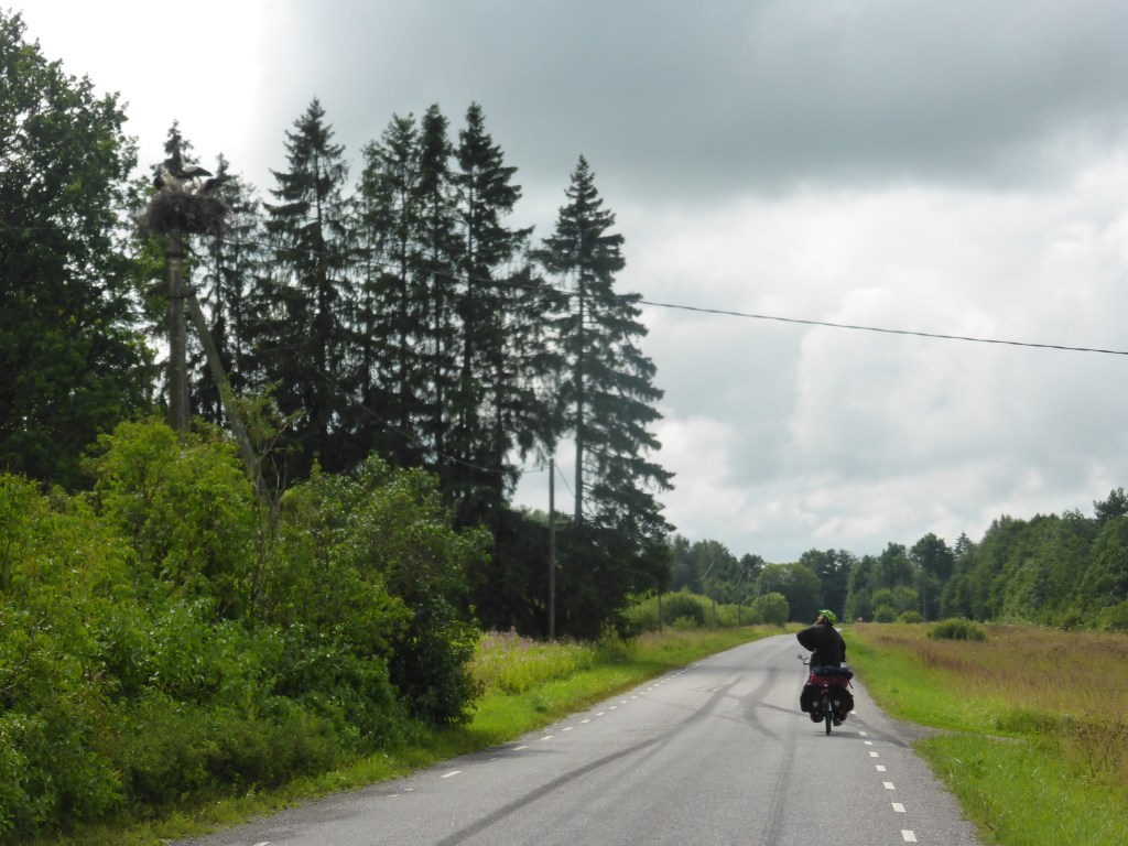 (113) Von Heidelbeeren und Störchen