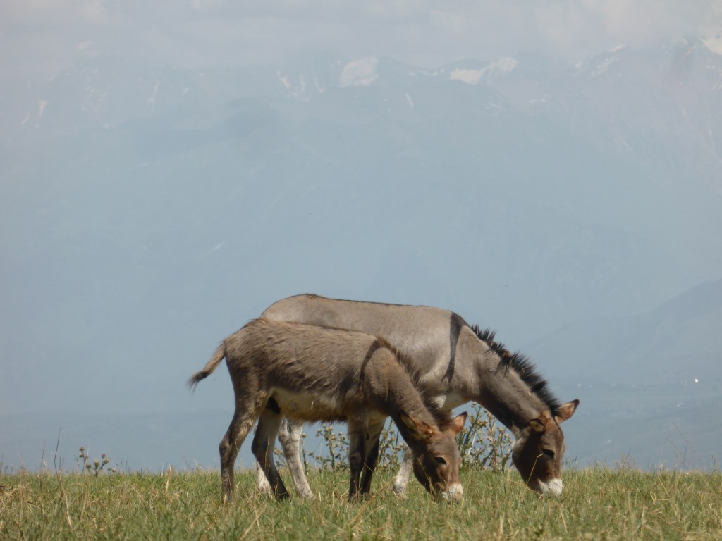 (109) Hügel, Steppe, Kamele (und Esel)